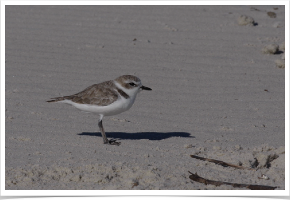 Snowy Plover